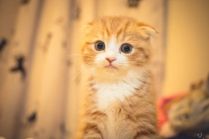 折耳猫如何清理耳朵