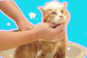 宠物猫香波如何挑选