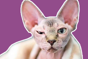 斯芬克斯猫怎么养不臭