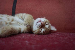 养猫指南有哪些