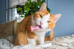 猫薄荷对猫有害吗
