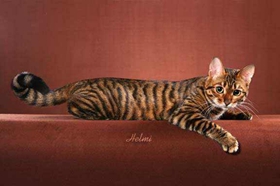 玩具虎猫怎么护理 玩具虎猫身体护理方法