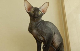 彼得秃猫性格怎么样 彼得秃猫性格介绍