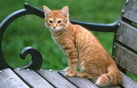 美国刚毛猫掉毛吗 美国刚毛猫掉毛解决办法
