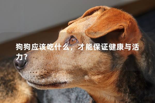 狗狗应该吃什么，才能保证健康与活力？