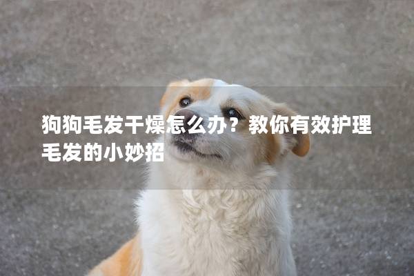 狗狗毛发干燥怎么办？教你有效护理毛发的小妙招