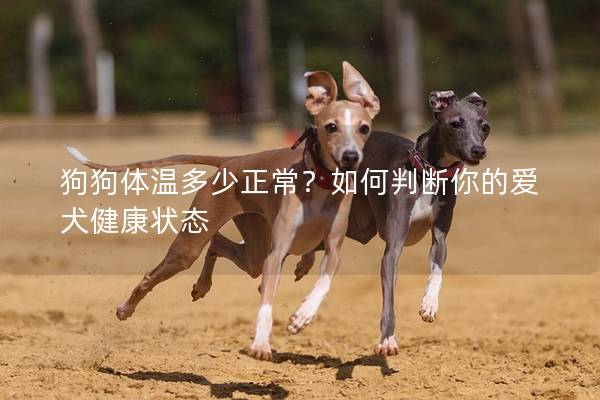 狗狗体温多少正常？如何判断你的爱犬健康状态