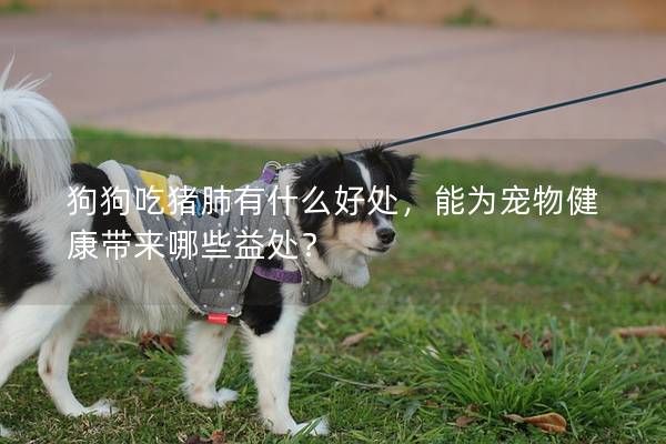 狗狗吃猪肺有什么好处,能为宠物健康带来哪些益处? 狗狗吃猪肺有什么好处,能为宠物健康带来哪些益处?