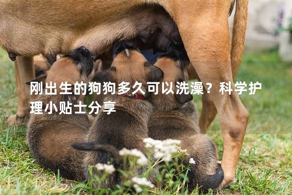 刚出生的狗狗多久可以洗澡？科学护理小贴士分享