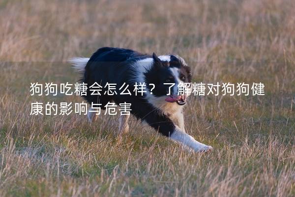狗狗吃糖会怎么样？了解糖对狗狗健康的影响与危害