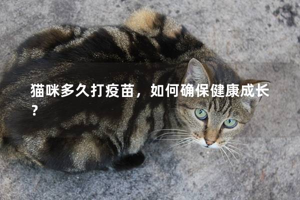 猫咪多久打疫苗，如何确保健康成长？
