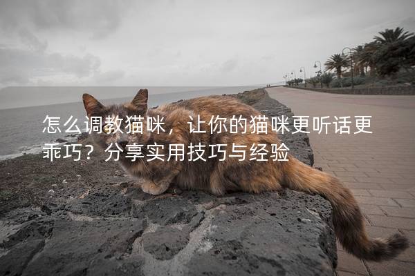 怎么调教猫咪，让你的猫咪更听话更乖巧？分享实用技巧与经验