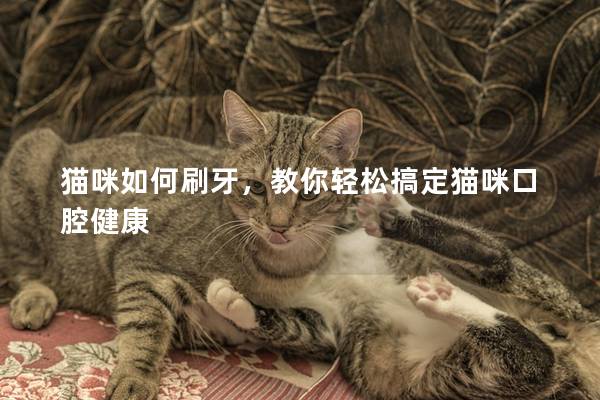 猫咪如何刷牙，教你轻松搞定猫咪口腔健康