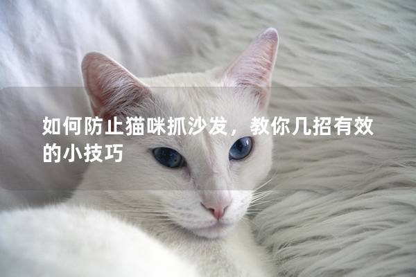 如何防止猫咪抓沙发，教你几招有效的小技巧