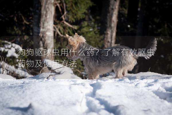狗狗驱球虫用什么药？了解有效驱虫药物及使用方法