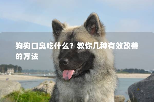 狗狗口臭吃什么？教你几种有效改善的方法