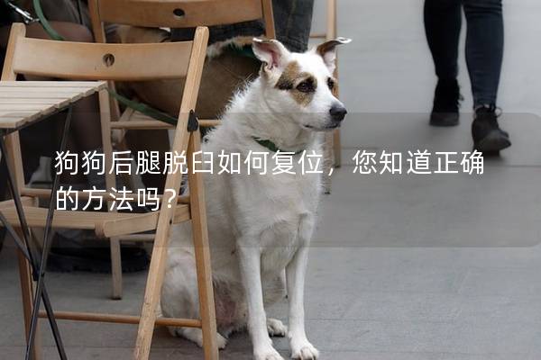 狗狗后腿脱臼如何复位，您知道正确的方法吗？
