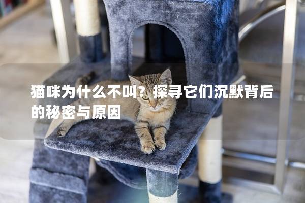 猫咪为什么不叫？探寻它们沉默背后的秘密与原因