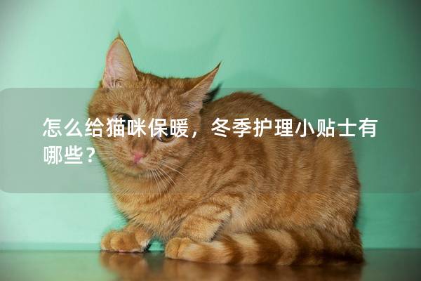 怎么给猫咪保暖，冬季护理小贴士有哪些？