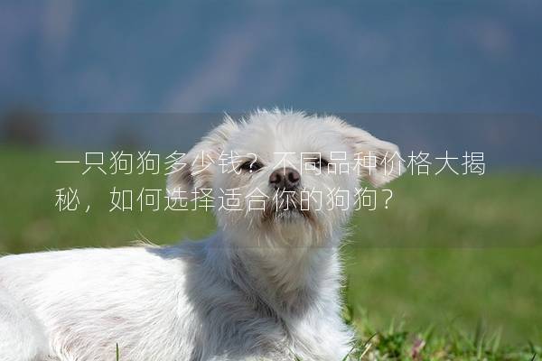 一只狗狗多少钱？不同品种价格大揭秘，如何选择适合你的狗狗？