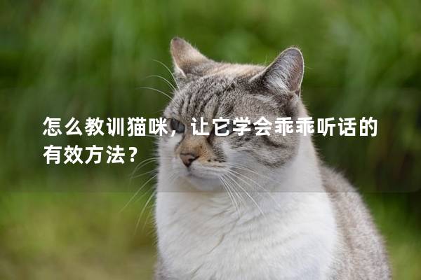 怎么教训猫咪，让它学会乖乖听话的有效方法？