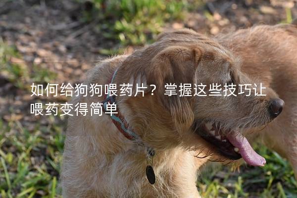 如何给狗狗喂药片？掌握这些技巧让喂药变得简单