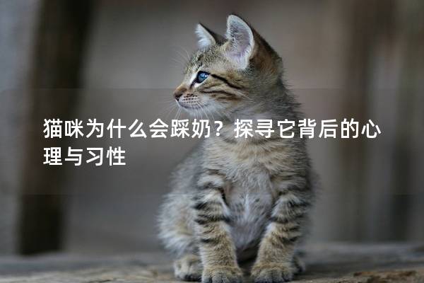 猫咪为什么会踩奶？探寻它背后的心理与习性