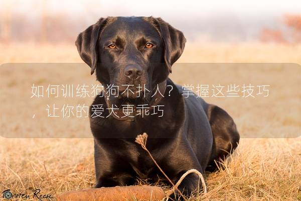 如何训练狗狗不扑人？掌握这些技巧，让你的爱犬更乖巧
