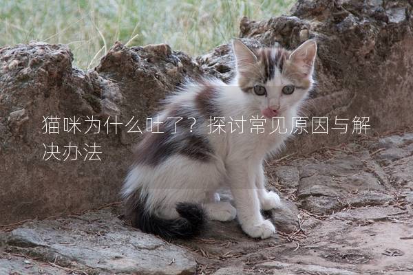 猫咪为什么吐了？探讨常见原因与解决办法