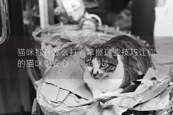 猫咪打针怎么打？掌握这些技巧让你的猫咪更安心