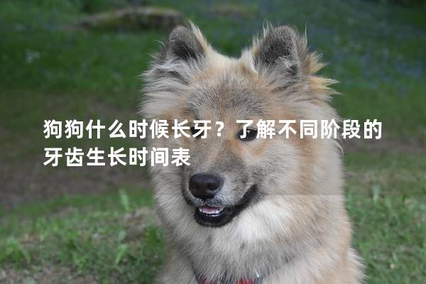 狗狗什么时候长牙？了解不同阶段的牙齿生长时间表