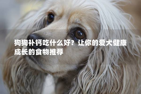 狗狗补钙吃什么好？让你的爱犬健康成长的食物推荐