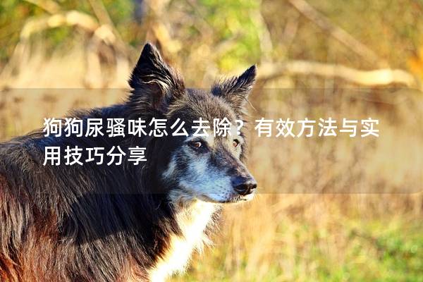 狗狗尿骚味怎么去除？有效方法与实用技巧分享
