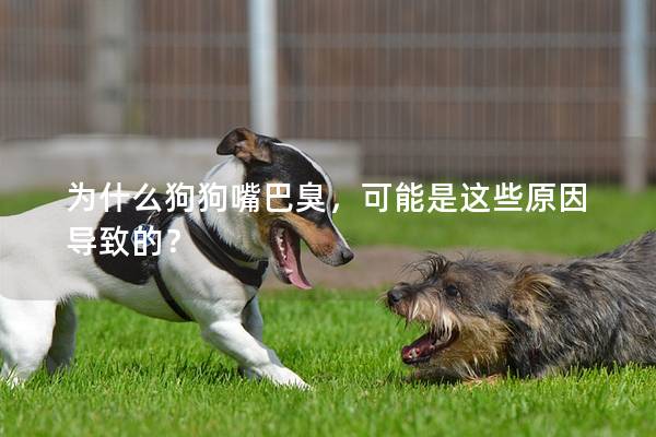 为什么狗狗嘴巴臭，可能是这些原因导致的？