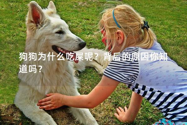 狗狗为什么吃屎呢？背后的原因你知道吗？