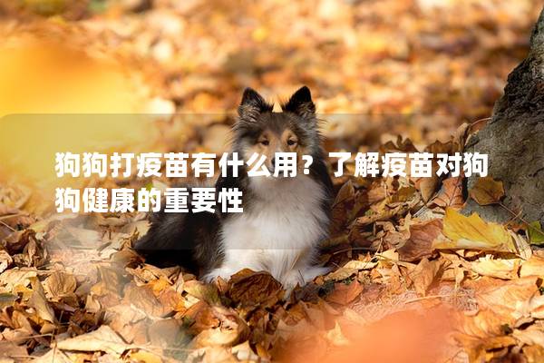 狗狗打疫苗有什么用？了解疫苗对狗狗健康的重要性