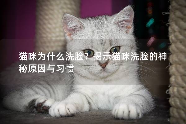 猫咪为什么洗脸？揭示猫咪洗脸的神秘原因与习惯