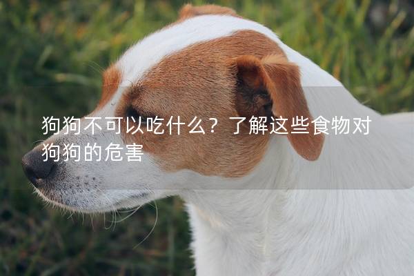 狗狗不可以吃什么？了解这些食物对狗狗的危害