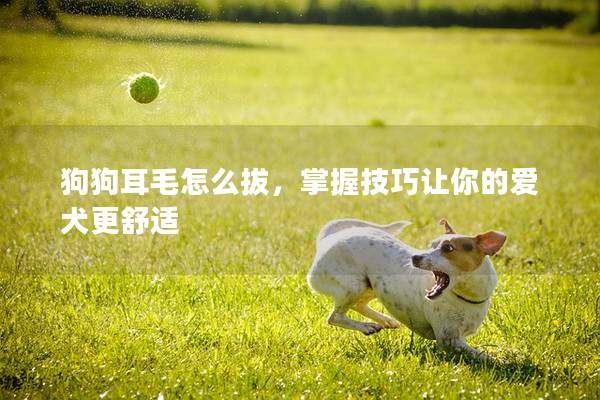 狗狗耳毛怎么拔，掌握技巧让你的爱犬更舒适