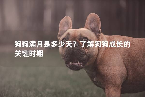 狗狗满月是多少天？了解狗狗成长的关键时期