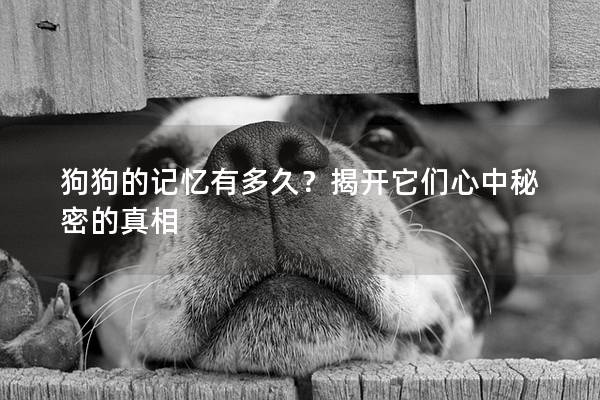 狗狗的记忆有多久？揭开它们心中秘密的真相