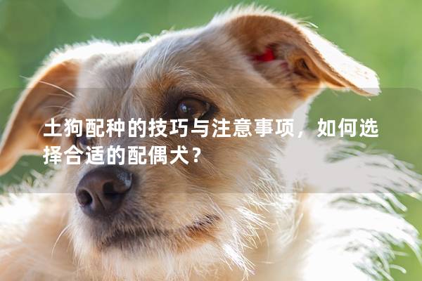 土狗配种的技巧与注意事项，如何选择合适的配偶犬？