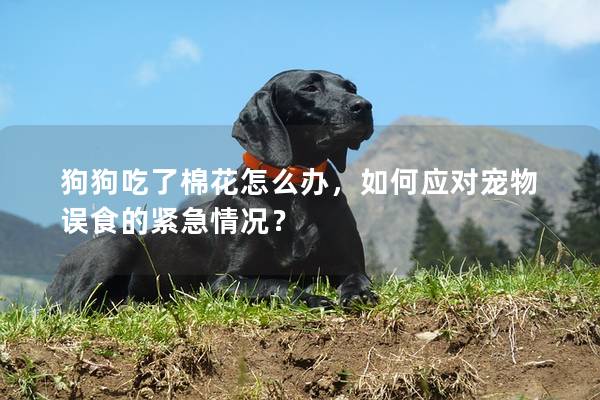 狗狗吃了棉花怎么办，如何应对宠物误食的紧急情况？