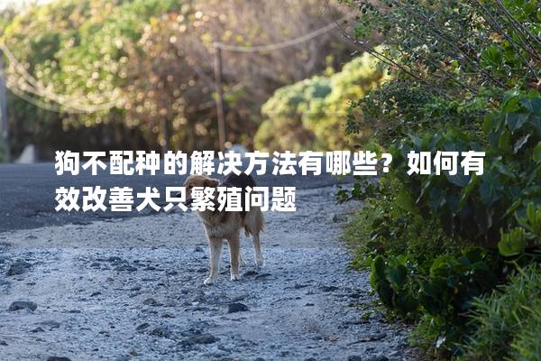 狗不配种的解决方法有哪些？如何有效改善犬只繁殖问题