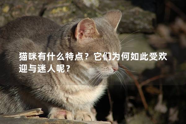 猫咪有什么特点？它们为何如此受欢迎与迷人呢？
