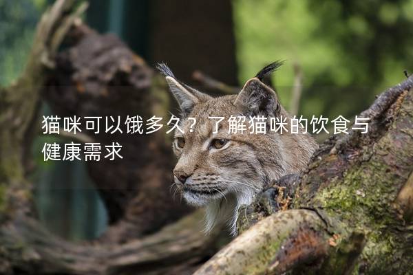 猫咪可以饿多久？了解猫咪的饮食与健康需求