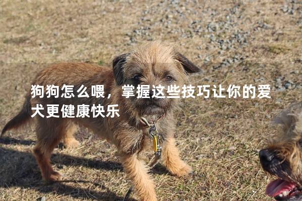 狗狗怎么喂，掌握这些技巧让你的爱犬更健康快乐