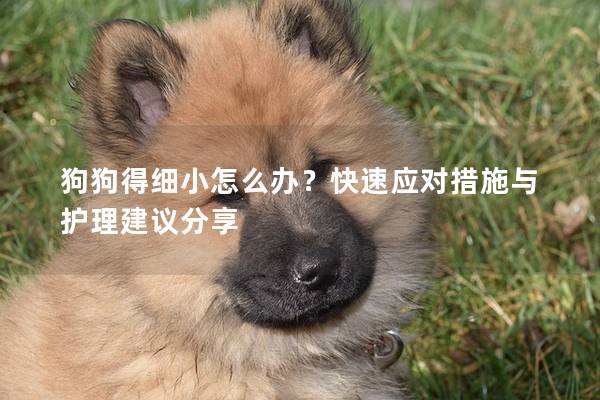 狗狗得细小怎么办？快速应对措施与护理建议分享