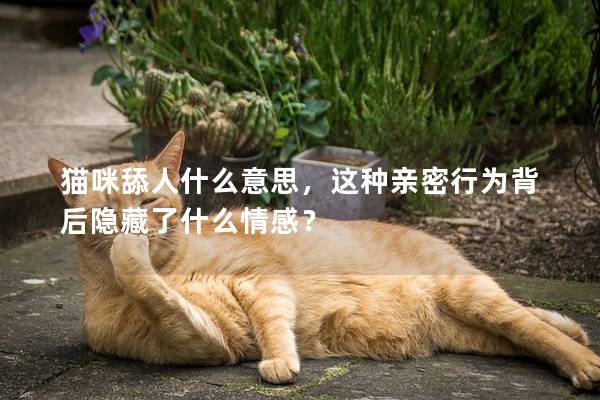 猫咪舔人什么意思，这种亲密行为背后隐藏了什么情感？