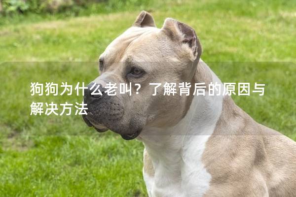 狗狗为什么老叫？了解背后的原因与解决方法